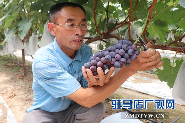 駐馬店禾綠葡萄采摘園開園 葡萄嘗鮮正當(dāng)時