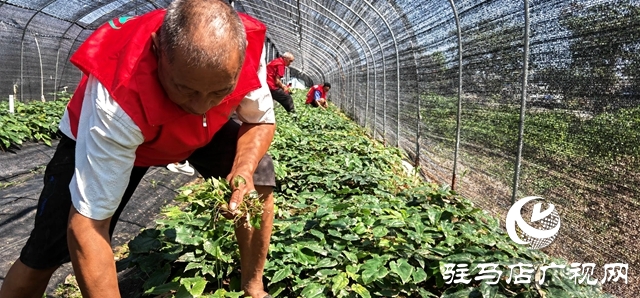 平輿縣 “三園”同構(gòu) 鏈動(dòng)產(chǎn)業(yè)促振興