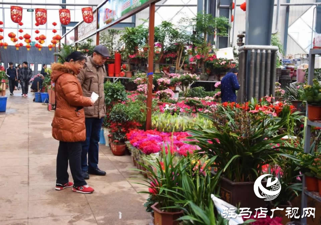 平輿縣：花卉綠植成為市民必備的年貨之一