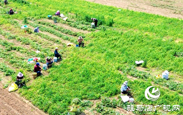 泌陽(yáng)縣黃山口鄉(xiāng)：初夏豌豆香 田間采摘忙