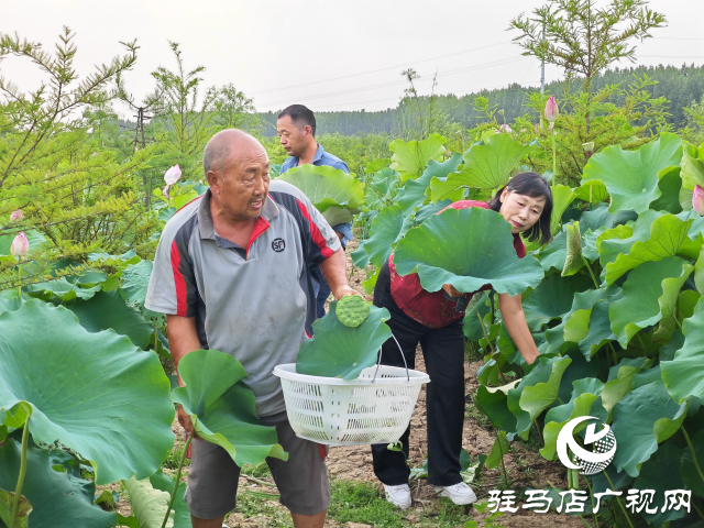 平輿縣楊埠鎮(zhèn)陳凡村：大力發(fā)展“蓮經(jīng)濟(jì)”讓小小蓮子成為鄉(xiāng)村振興的大產(chǎn)業(yè)