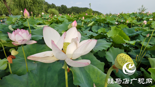 平輿縣楊埠鎮(zhèn)陳凡村：大力發(fā)展“蓮經(jīng)濟(jì)”讓小小蓮子成為鄉(xiāng)村振興的大產(chǎn)業(yè)