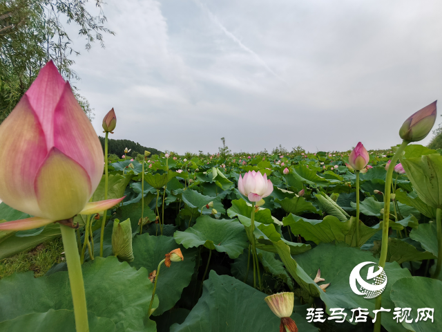 平輿縣楊埠鎮(zhèn)陳凡村：大力發(fā)展“蓮經(jīng)濟(jì)”讓小小蓮子成為鄉(xiāng)村振興的大產(chǎn)業(yè)