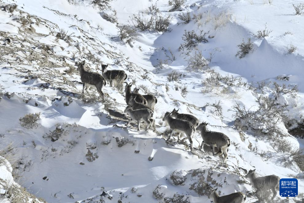 寒潮來襲 多地出現(xiàn)降雪