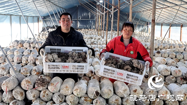 正陽(yáng)縣熊寨鎮(zhèn)毛集村的新鮮“菇”事